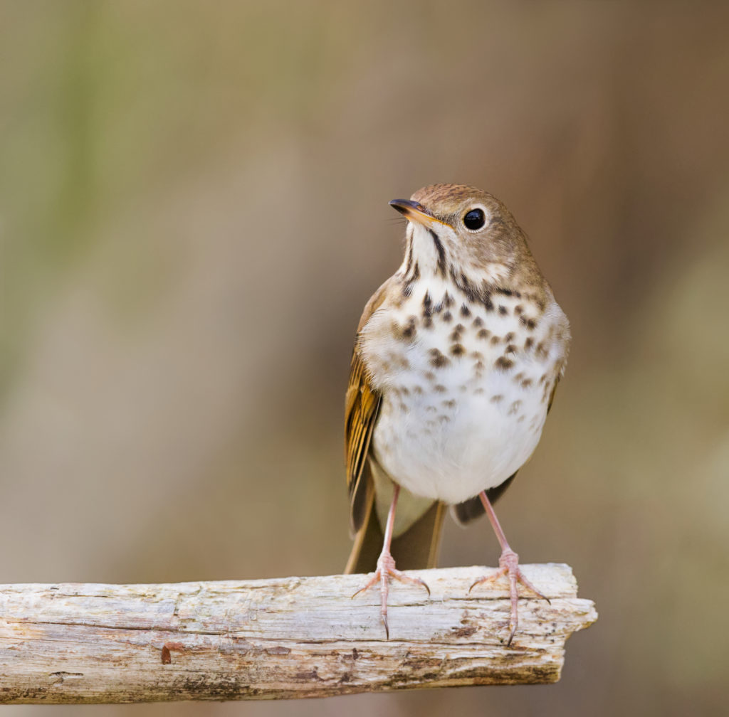 Episode 3: Welcome Back Cuckoos, Warblers & Thrushes - 44from26